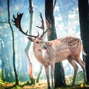 Meet your Posher, Darlene